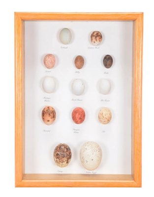Lot 115 - Natural History: A Collection of Faux Birds Of Prey Eggs, a hand painted collection of thirteen...