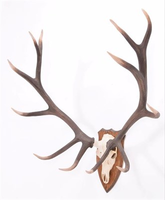 Lot 116 - Antlers/Horns: Hungarian Red Deer (Cervus elaphus hippelaphus), circa 2001, Hungary, a set of large