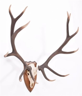 Lot 116 - Antlers/Horns: Hungarian Red Deer (Cervus elaphus hippelaphus), circa 2001, Hungary, a set of large