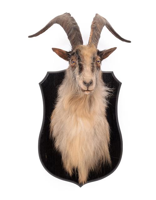 Lot 118 - Taxidermy: Scottish Feral Goat (Capra aegagrus hircus), circa early 21st century, young adult...