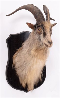 Lot 118 - Taxidermy: Scottish Feral Goat (Capra aegagrus hircus), circa early 21st century, young adult...