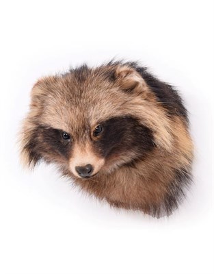 Lot 119 - Taxidermy: Racoon Dog (Nyctereutes procyonoides), circa late 20th century, adult head mount turning