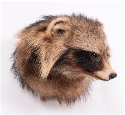 Lot 119 - Taxidermy: Racoon Dog (Nyctereutes procyonoides), circa late 20th century, adult head mount turning