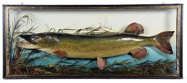 Lot 120 - Taxidermy: A Cased Northern Pike (Esox lucius), dated 08th March 1923, preserved and mounted in...