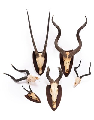 Lot 121 - Horns/Skulls: A Collection of African Game Trophies, circa 1990, South Africa, comprising - one...