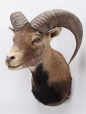 Lot 122 - Taxidermy: European Mouflon (Ovis aries musimon), circa late 20th century, adult ram neck mount...