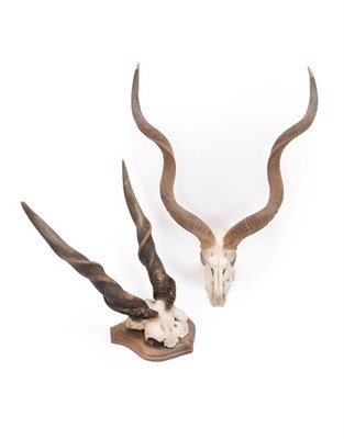Lot 123 - Horns/Skulls: Cape Eland & Cape Greater Kudu Horns, circa mid-late 20th century, a large set of...