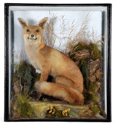 Lot 124 - Taxidermy: A Late Victorian Cased Red Fox (Vulpes vulpes), an early example by James Hutchings,...