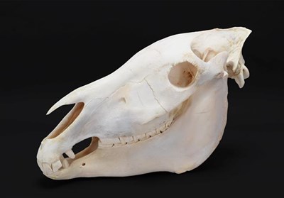 Lot 125 - Skulls/Anatomy: Burchell's Zebra Skull (Equus quagga), modern, complete bleached skull, 56cm by...