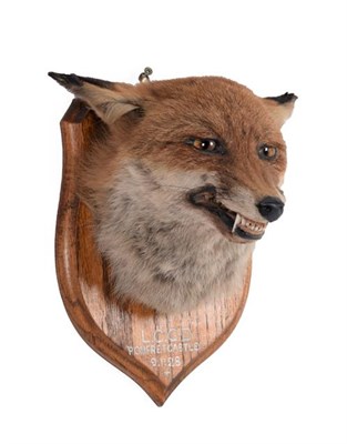 Lot 127 - Taxidermy: A Red Fox Mask (Vulpes vulpes), dated 09th January 1928, by W.C. Darby, Naturalist,...