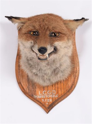 Lot 127 - Taxidermy: A Red Fox Mask (Vulpes vulpes), dated 09th January 1928, by W.C. Darby, Naturalist,...