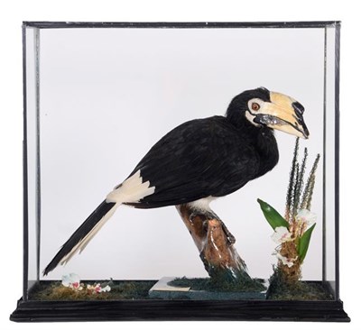 Lot 129 - Taxidermy: A Cased Indian Malabar Pied Hornbill (Anthracoceros coronatus), circa 2002, by...