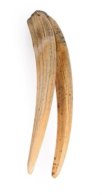 Lot 130 - Natural History: A Pair of Late 19th Century Walrus Tusks (Odobenus rosmarus), a large pair of...