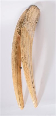 Lot 130 - Natural History: A Pair of Late 19th Century Walrus Tusks (Odobenus rosmarus), a large pair of...