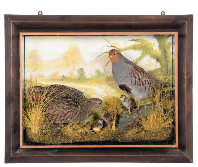 Lot 131 - Taxidermy: A Wall Cased Pair of English Partridge (Perdix perdix), dated 2012, by A.J....