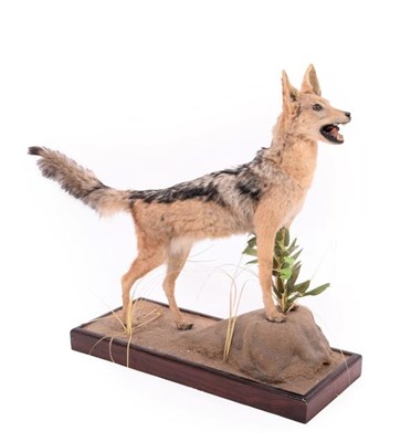 Lot 133 - Taxidermy: Black-Backed Jackal (Canis mesomelas), modern, South Africa, a full mount adult with...