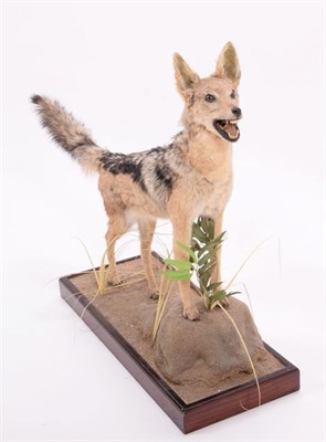 Lot 133 - Taxidermy: Black-Backed Jackal (Canis mesomelas), modern, South Africa, a full mount adult with...