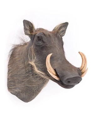 Lot 134 - Taxidermy: Common Warthog (Phacochoerus africanus), modern, South Africa, high quality adult...