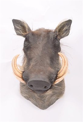 Lot 134 - Taxidermy: Common Warthog (Phacochoerus africanus), modern, South Africa, high quality adult...