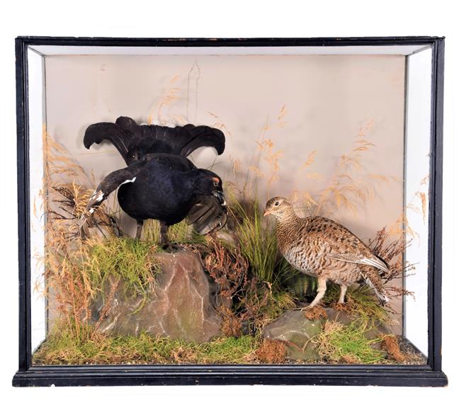 Lot 135 - Taxidermy: A Large Cased Diorama of Black Grouse (Lyrurus tetrix), circa early 20th century, by...