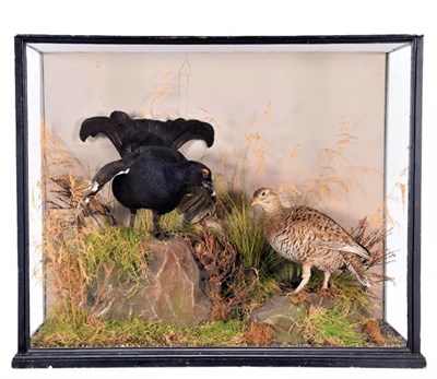 Lot 135 - Taxidermy: A Large Cased Diorama of Black Grouse (Lyrurus tetrix), circa early 20th century, by...