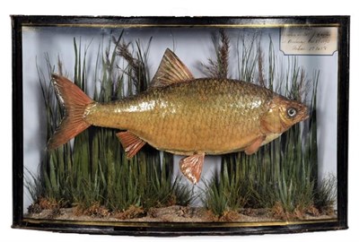 Lot 136 - Taxidermy: A Cased Roach (Rutilus rutilus), dated 1893, by W. Barnes, 30 Lesly Street,...