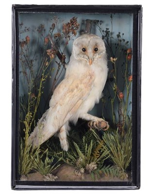 Lot 137 - Taxidermy: A Late Victorian Cased Barn Owl (Tito alba), circa 1870-1900, in the manner of T.E....