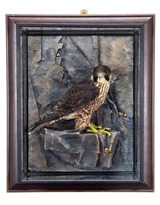Lot 138 - Taxidermy: A Cased Peregrine Falcon (Falco peregrinus), captive bred, circa 2015, by Dave Spatcher