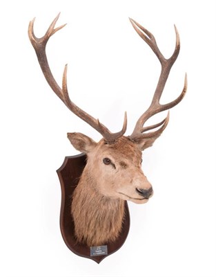 Lot 140 - Taxidermy: European Red Deer (Cervus elaphus), dated 1985, Ramsgill, 23st, adult stag neck...