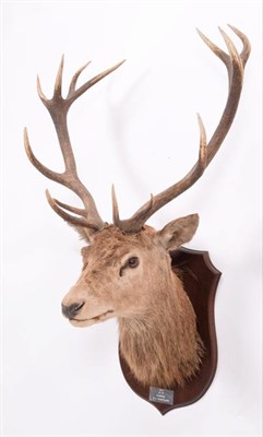 Lot 140 - Taxidermy: European Red Deer (Cervus elaphus), dated 1985, Ramsgill, 23st, adult stag neck...