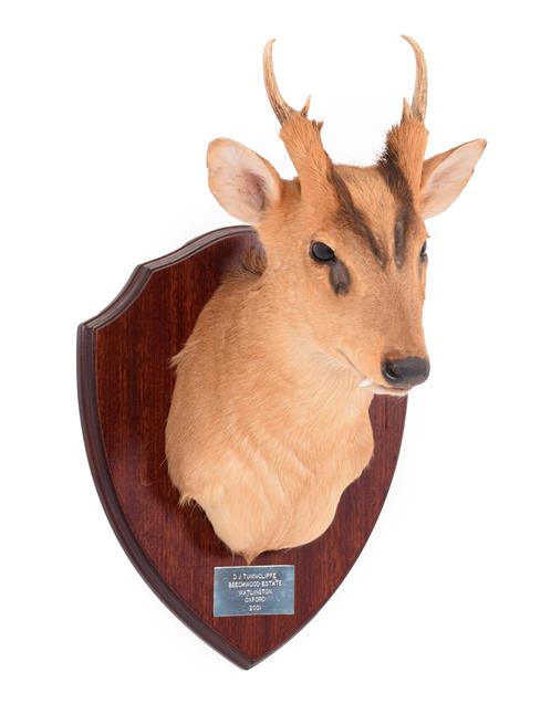 Lot 141 - Taxidermy: Reeves's Muntjac Deer (Muntiacini), dated 2001, Beechwood Estate, Watlington,...