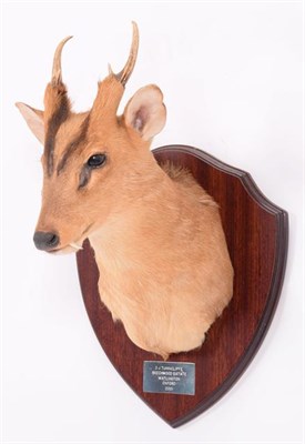 Lot 141 - Taxidermy: Reeves's Muntjac Deer (Muntiacini), dated 2001, Beechwood Estate, Watlington,...