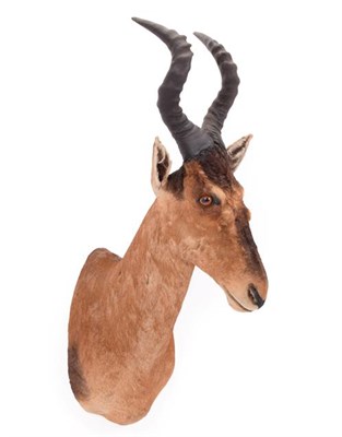 Lot 142 - Taxidermy: Cape Red Hartebeest (Alcelaphus caama), dated 2002, Osonjiva, Namibia, adult male...