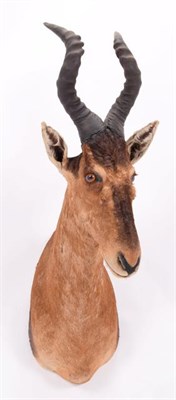 Lot 142 - Taxidermy: Cape Red Hartebeest (Alcelaphus caama), dated 2002, Osonjiva, Namibia, adult male...