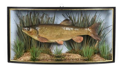Lot 143 - Taxidermy: A Cased Common Chub (Squalius cephalus), dated 09th December 1923, by W.F. Homer,...
