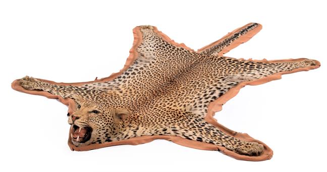 Lot 145 - Taxidermy: African Leopard Skin Rug (Panthera pardus pardus), dated May 1964, Mozambique,...