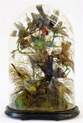 Lot 146 - Taxidermy: A Victorian Diorama of Tropical Birds, circa 1870-1900, a collection of eight...