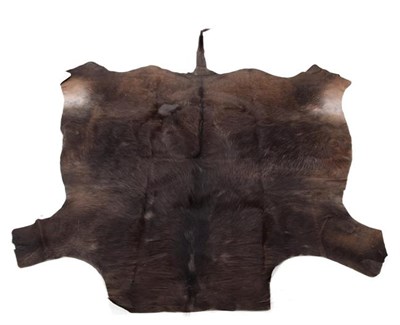 Lot 147 - Hides/Skins: Cape Buffalo Skin Rug (Syncerus caffer caffer), modern, South Africa, adult tanned...