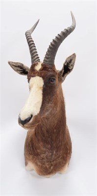Lot 148 - Taxidermy: Blesbok (Damaliscus phillipsi), modern, South Africa, adult male shoulder mount with...