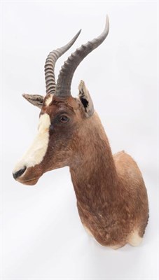 Lot 148 - Taxidermy: Blesbok (Damaliscus phillipsi), modern, South Africa, adult male shoulder mount with...