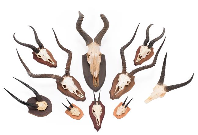 Lot 149 - Antlers/Horns: A Group of African Game Trophies, circa late 20th century, South Africa,...
