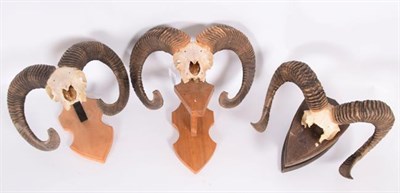Lot 150 - Antlers/Horns: European Mouflon (Ovis aries musimon), circa late 20th century, three sets of...