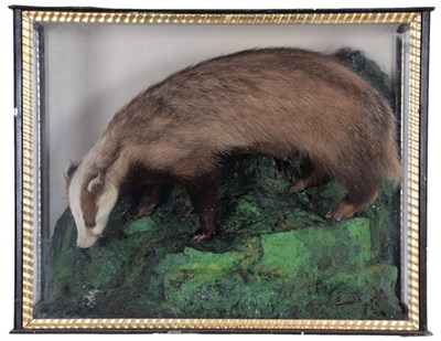 Lot 155 - Taxidermy: A Late Victorian Cased European Badger (Meles meles), a full mount adult badger...