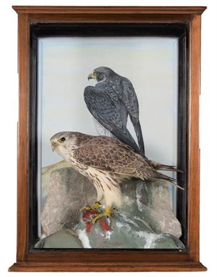 Lot 158 - Taxidermy: Gyr Saker Hybrid Falcon (Falco rusticolus X Falco cherrug), circa 2018, captive...