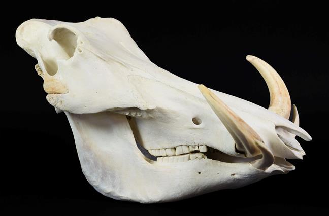 Lot 159 - Skulls/Anatomy: African Common Warthog Skull (Phacochoerus africanus), circa late 20th century,...