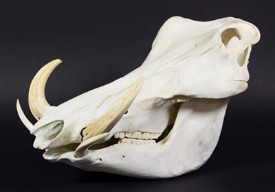 Lot 159 - Skulls/Anatomy: African Common Warthog Skull (Phacochoerus africanus), circa late 20th century,...