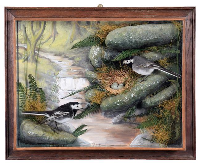Lot 161 - Taxidermy: A Wall Cased Pair of Pied Wagtails (Motacilla alba yarrellii), dated 2005, by A.J....
