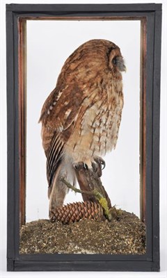 Lot 163 - Taxidermy: A Cased Tawny Owl (Strix aluco), modern, circa 2021, a full mount adult perched atop...