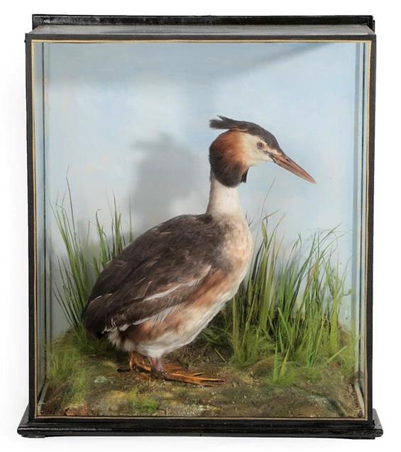 Lot 166 - Taxidermy: A Cased Great Crested Grebe (Podiceps cristatus), by J.E. Shelbourne, 21 Amy Street,...