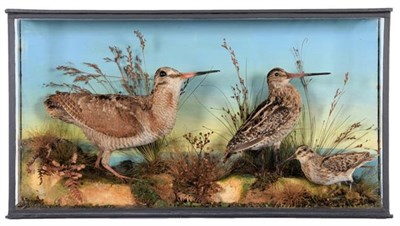 Lot 168 - Taxidermy: A Late Victorian Cased Diorama of Woodcock and Snipe, by James Gardner, Furrier and...